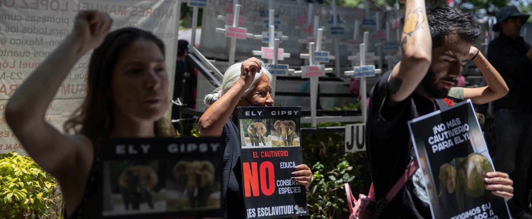 Mexico's Top Court Makes Historic Ruling for Zoo Elephant