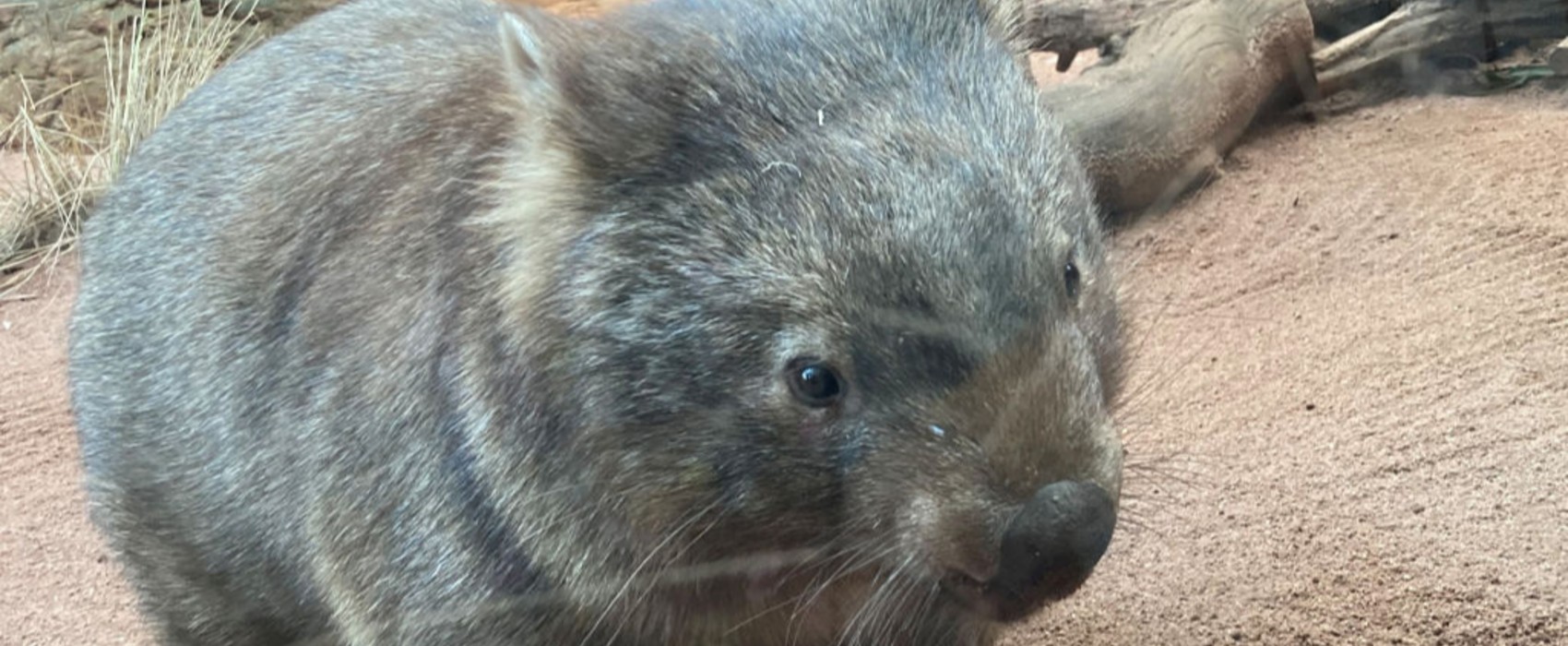 US Influencer Exits Australia After Baby Wombat Controversy