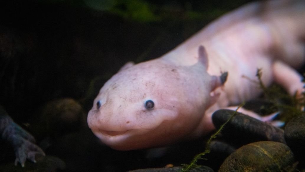 Reintroduced Endangered Mexican Axolotls Thriving in Artificial Wetlands