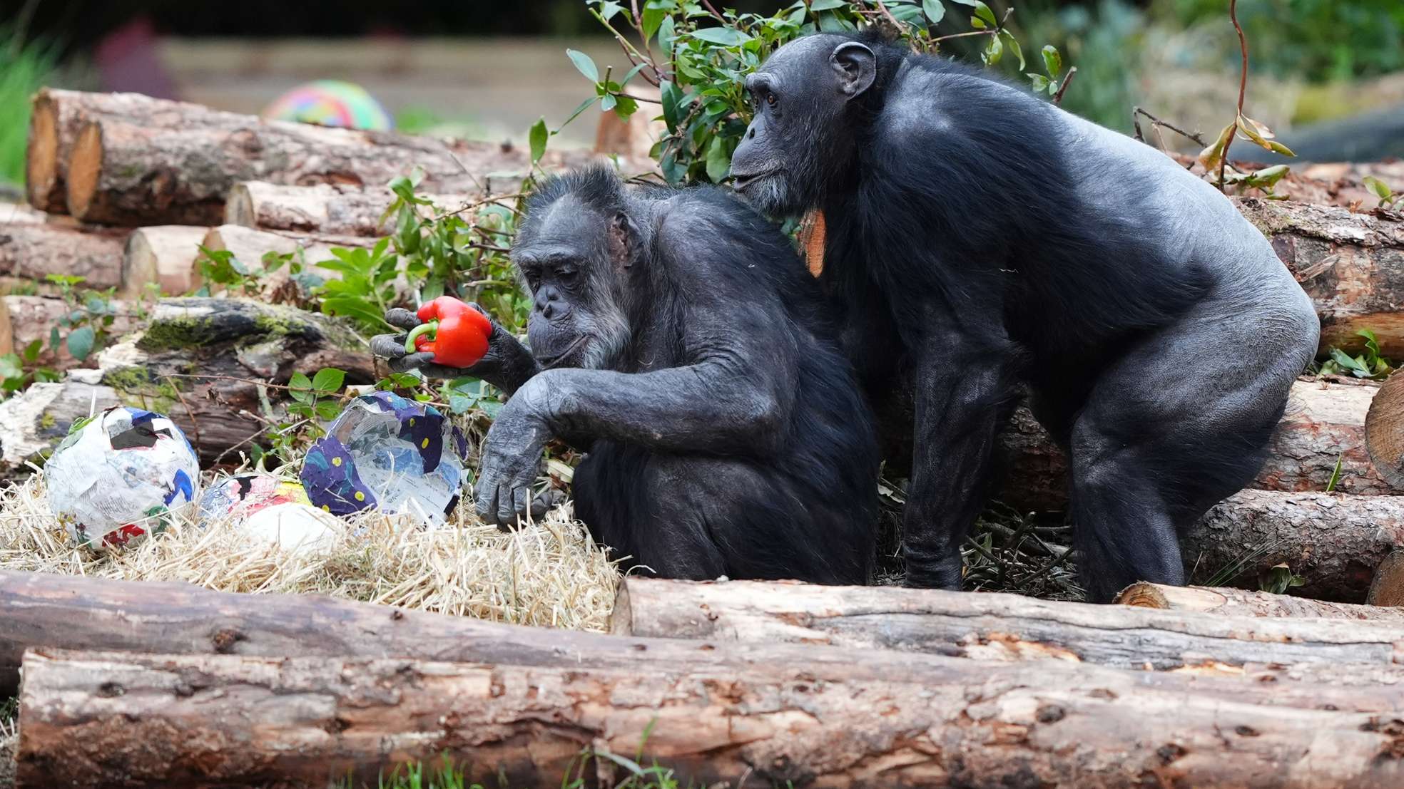 Study: Chimps Show Medical Care Skills in Uganda Forest