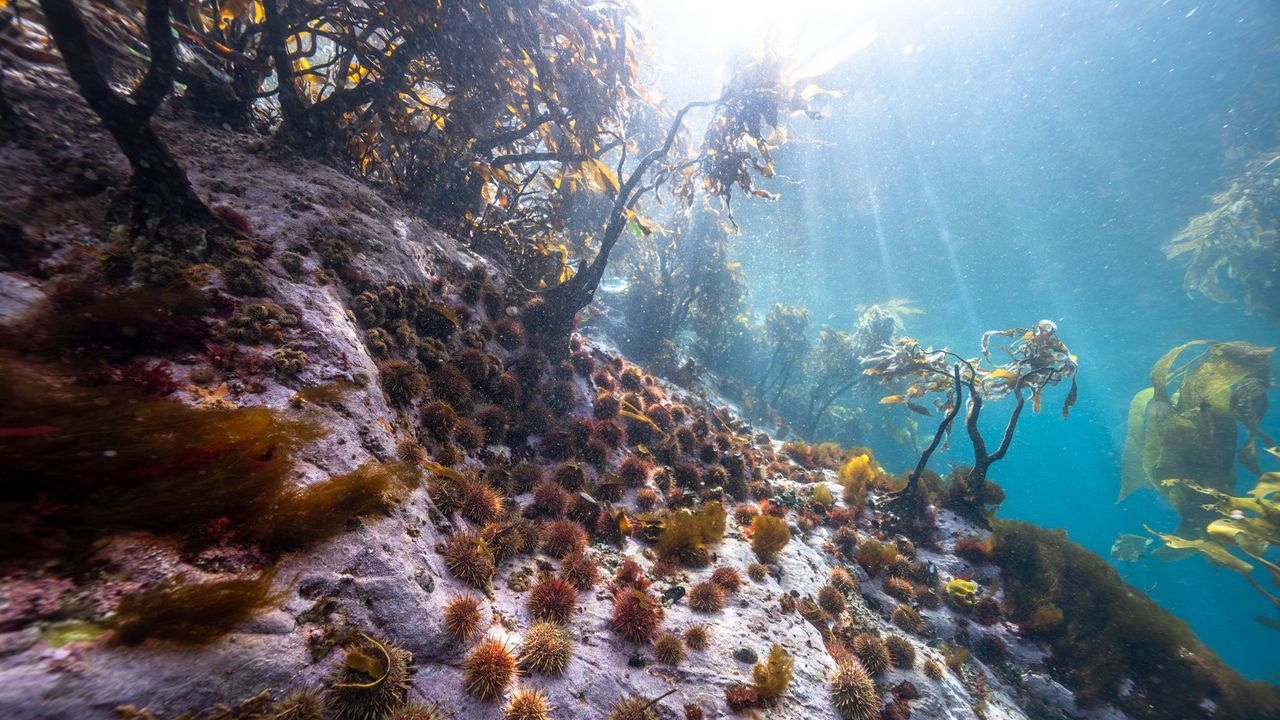 Study: Ocean Acidification Crosses Planetary Boundary