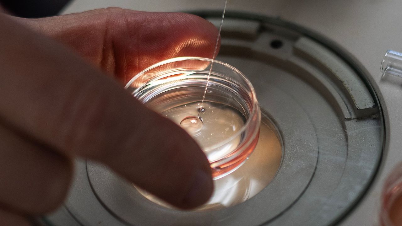 Scientists Grow Human Hearts in Pig Embryos for 21 Days