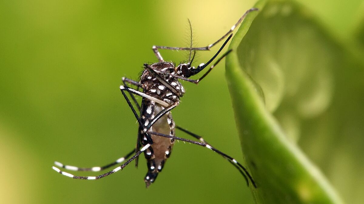 China Battles Chikungunya Outbreak With Elephant Mosquitoes