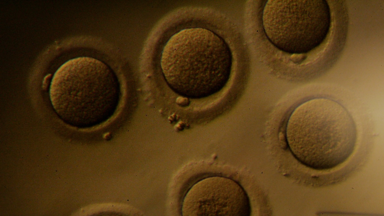 Scientists Create Replica Womb Lining, Implant Early Embryos