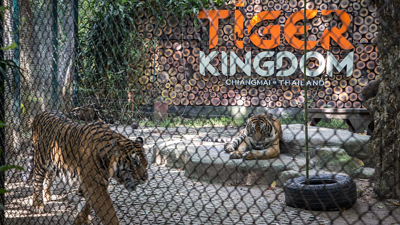 72 Tigers Die from Distemper at Thailand Tourist Park