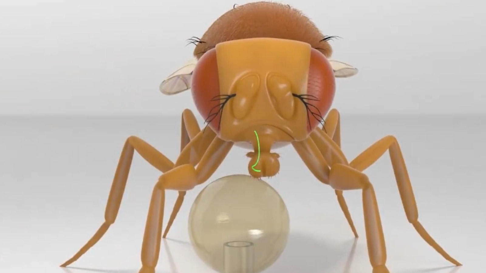 Fruit Fly Brain Model Walks, Feeds Inside a Computer