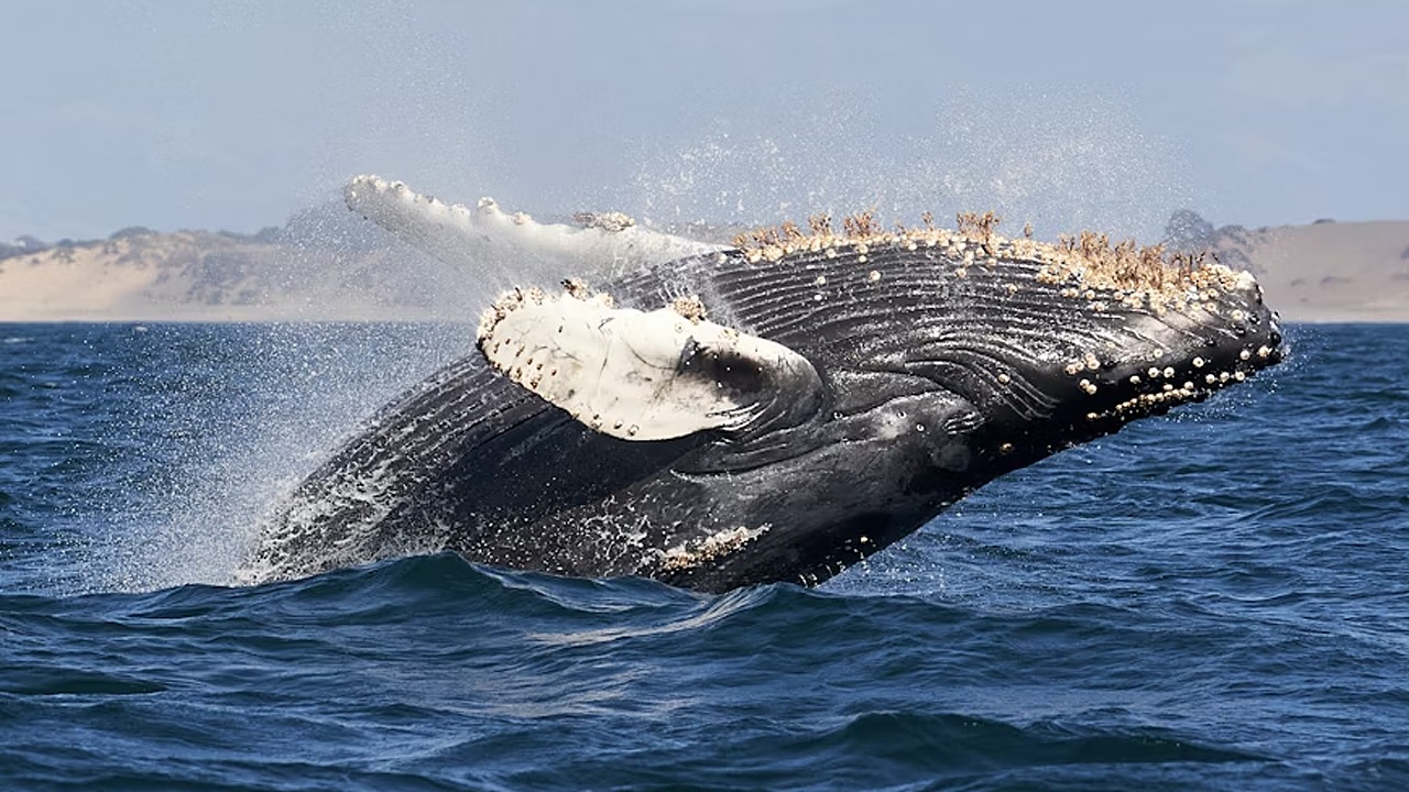 Researchers Uncover 1949 Humpback Whale Song Recording