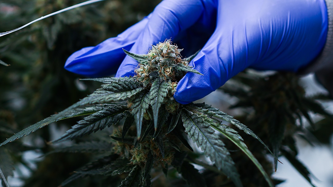 Study: Little Evidence Cannabis Treats Mental Health