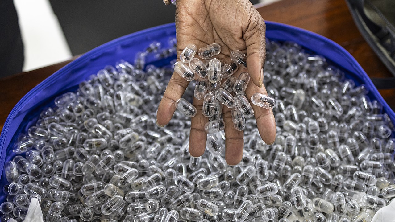 Kenya Charges Duo for Allegedly Smuggling Thousands of Live Ants