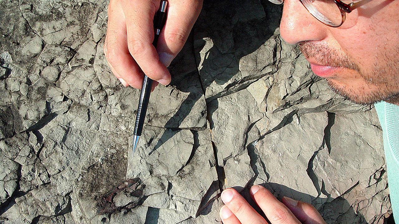 New Dinosaur Species Discovered in South Korea