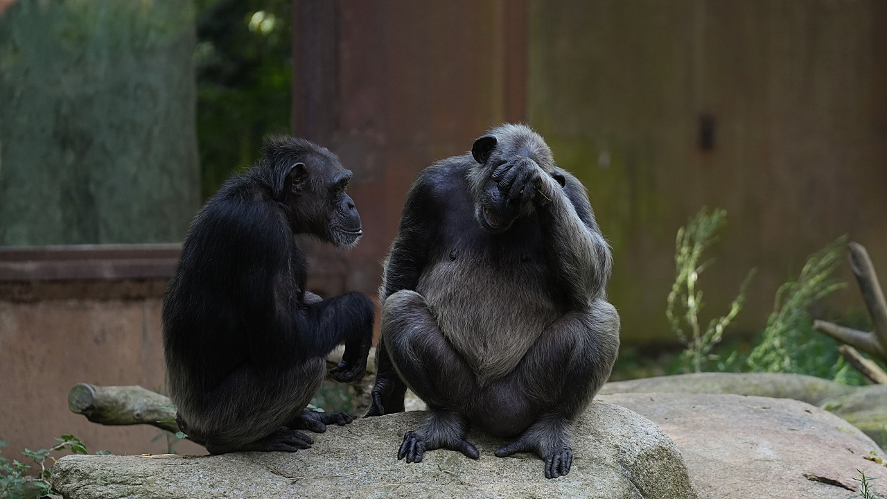 Study: Ongoing Conflict Spurs Rare Community Split in Chimps