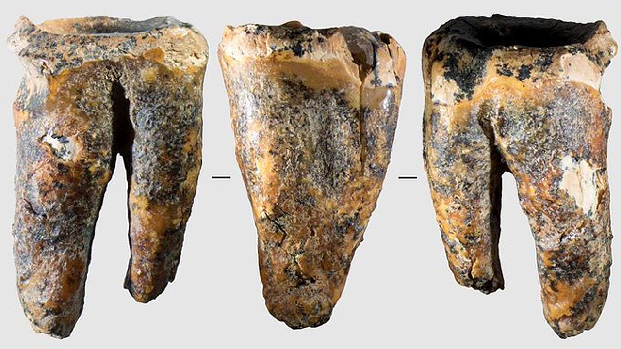 Study: Neanderthals Performed Dentistry 59K Years Ago