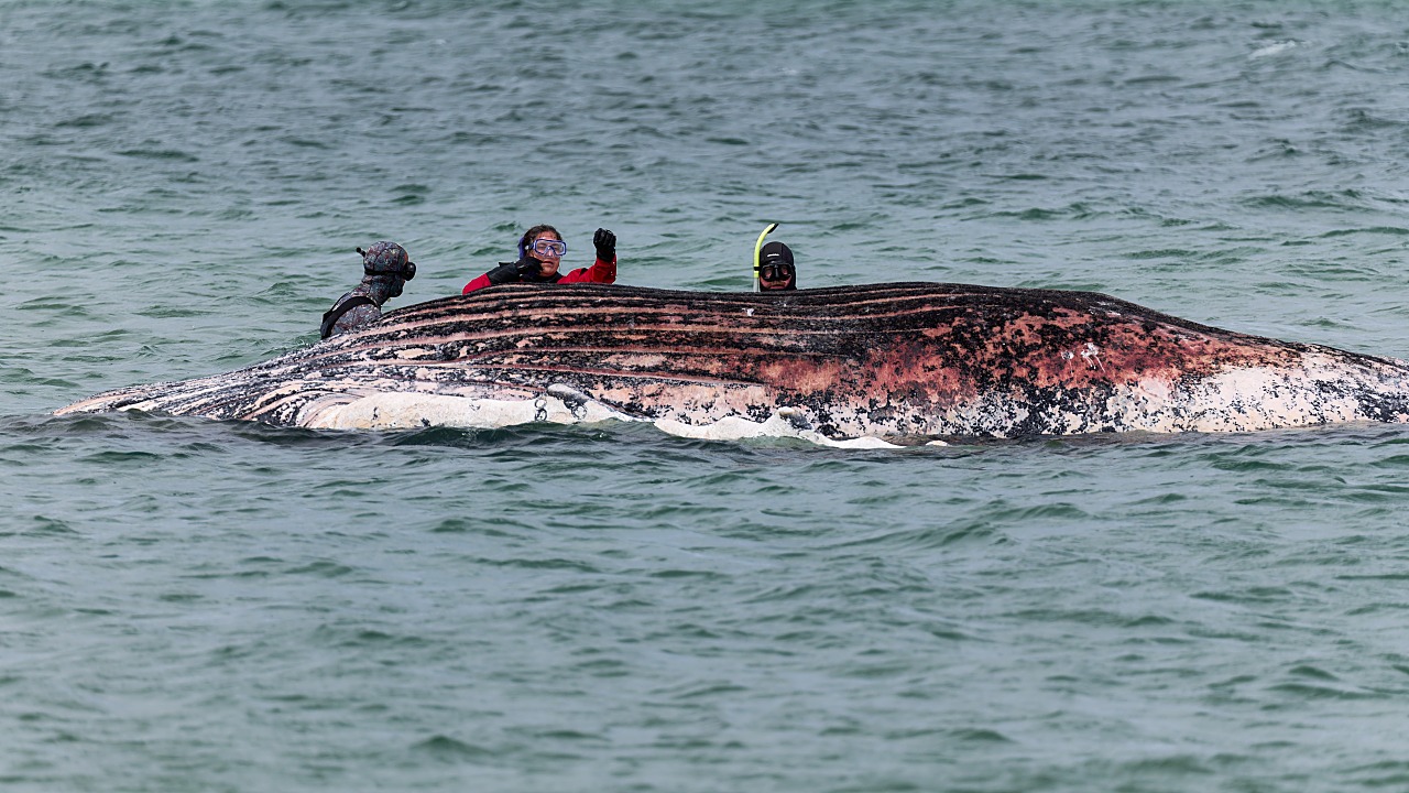 Timmy the Humpback Whale Found Dead Off Denmark