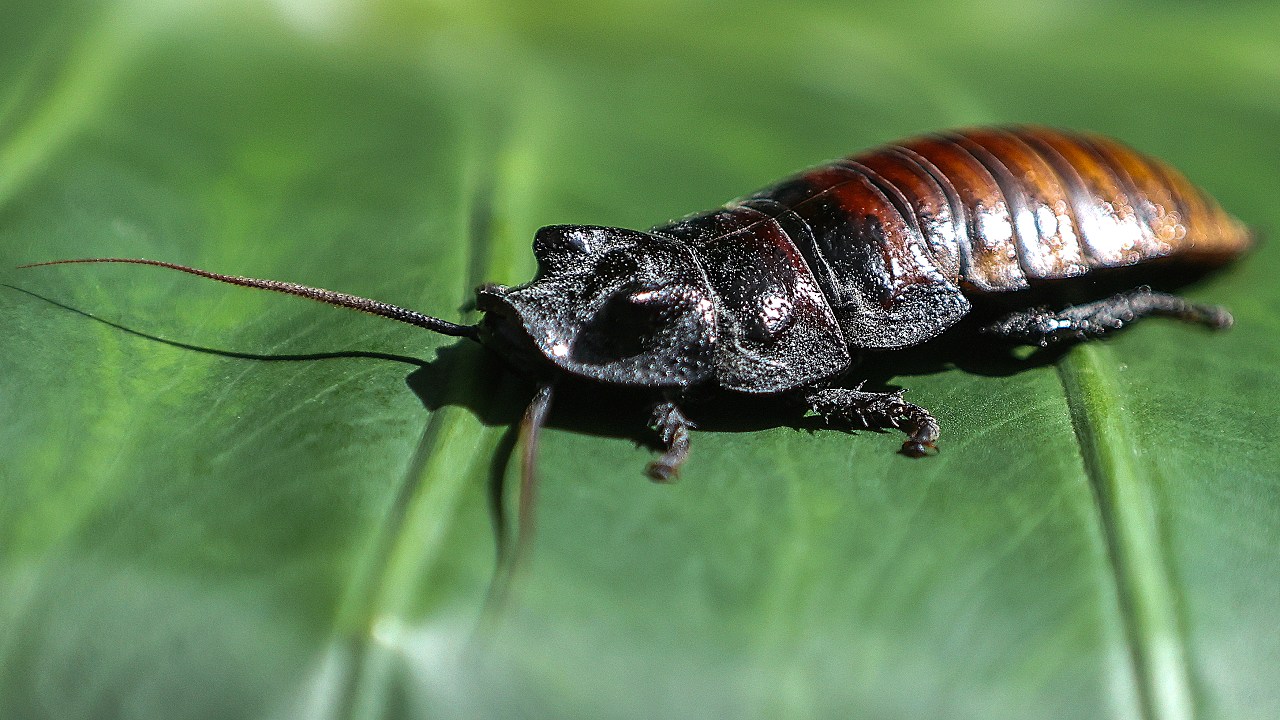 Australia Seizes 100K Illegal Exotic Cockroaches