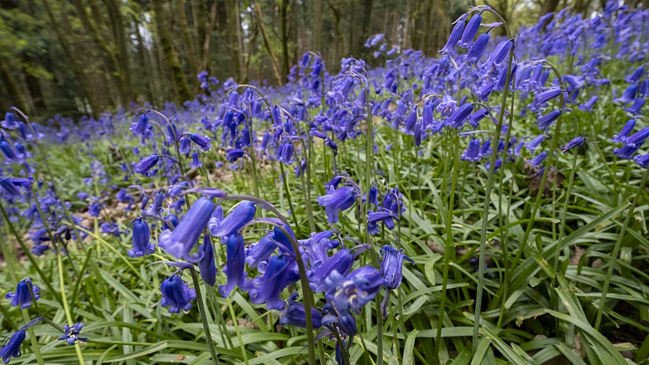 Report: AI Reveals 30,000 Plant Species Face Extinction