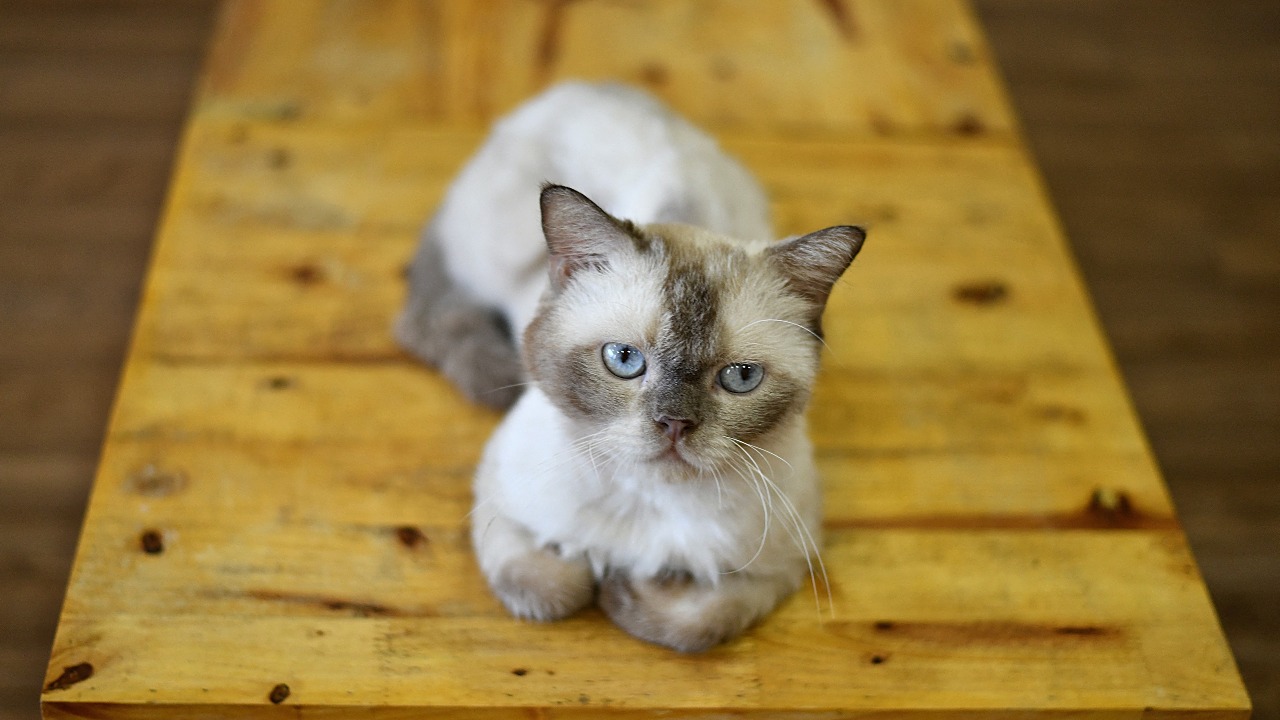 Vietnam Police Bust Cat Theft Ring