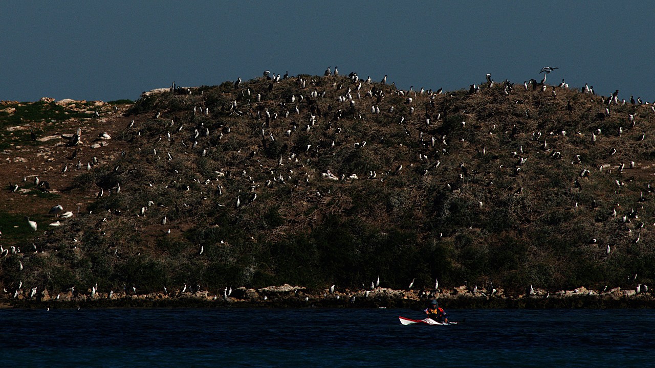 Australia Confirms First H5N1 Mass Wildlife Death