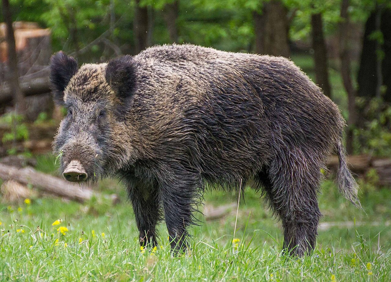 Canadian 'Super Pigs' Threaten to Cross into Northern US