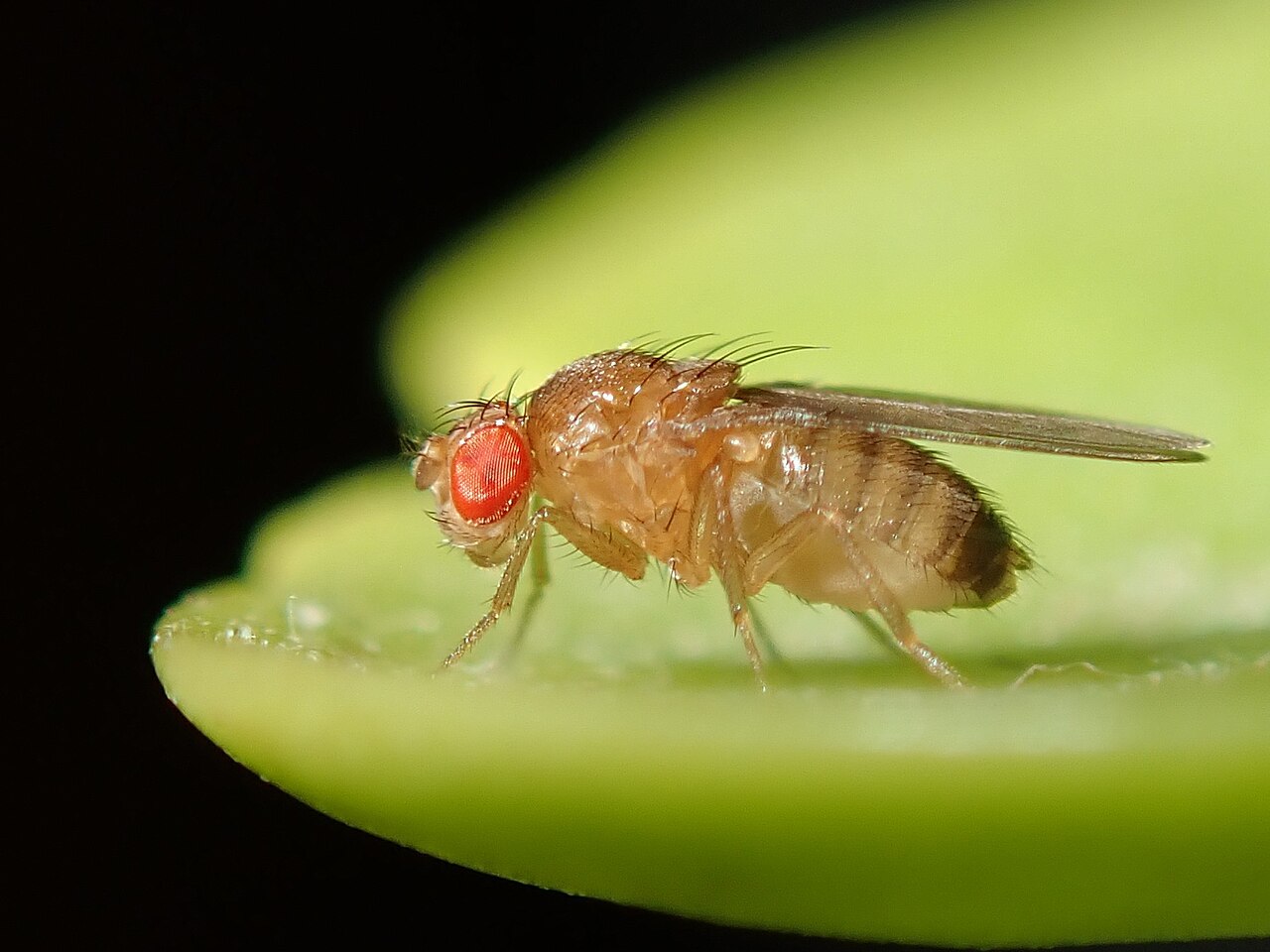 Scientists Induce 'Virgin Birth' in Fruit Flies